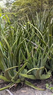 A dense cluster of aloe vera plants with long, pointed leaves growing in an outdoor natural setting. The leaves are thick, fleshy, and have a glossy appearance, with serrated edges. Surrounding the plants is a lush, green environment with additional foliage in the background.