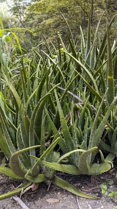 A dense cluster of aloe vera plants with long, pointed leaves growing in an outdoor natural setting. The leaves are thick, fleshy, and have a glossy appearance, with serrated edges. Surrounding the plants is a lush, green environment with additional foliage in the background.