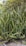 A dense cluster of aloe vera plants with long, pointed leaves growing in an outdoor natural setting. The leaves are thick, fleshy, and have a glossy appearance, with serrated edges. Surrounding the plants is a lush, green environment with additional foliage in the background.
