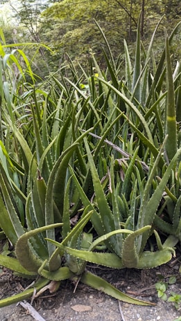 A dense cluster of aloe vera plants with long, pointed leaves growing in an outdoor natural setting. The leaves are thick, fleshy, and have a glossy appearance, with serrated edges. Surrounding the plants is a lush, green environment with additional foliage in the background.