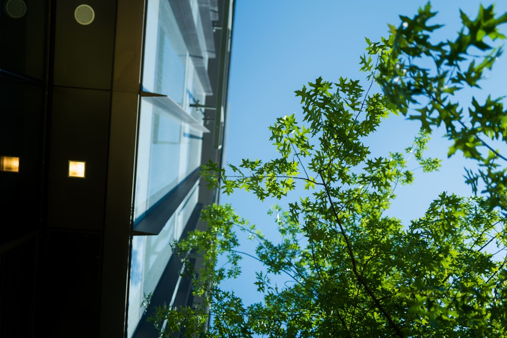 a tall building with a tree in front of it