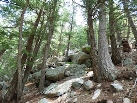A dense forest with tall trees and numerous large rocks scattered around the forest floor. Sunlight filters through the trees, creating a dappled effect on the rocks and ground. The forest appears lush and green, indicating a healthy, vibrant ecosystem.