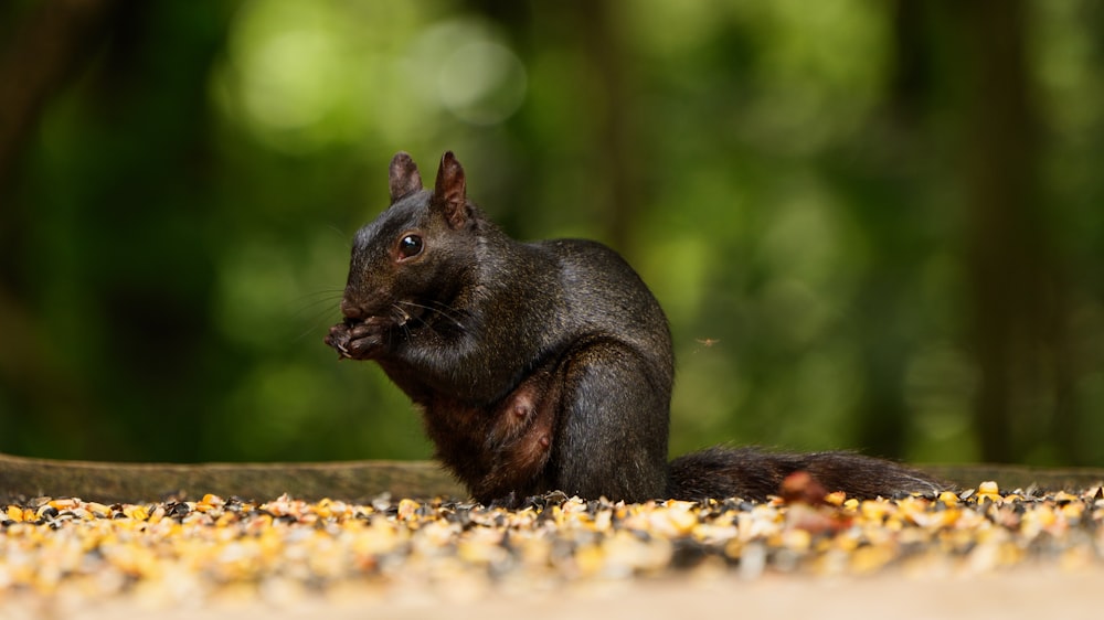 a squirrel is sitting on the ground eating