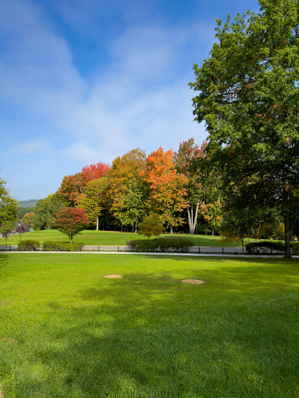 a grassy field with trees in the background