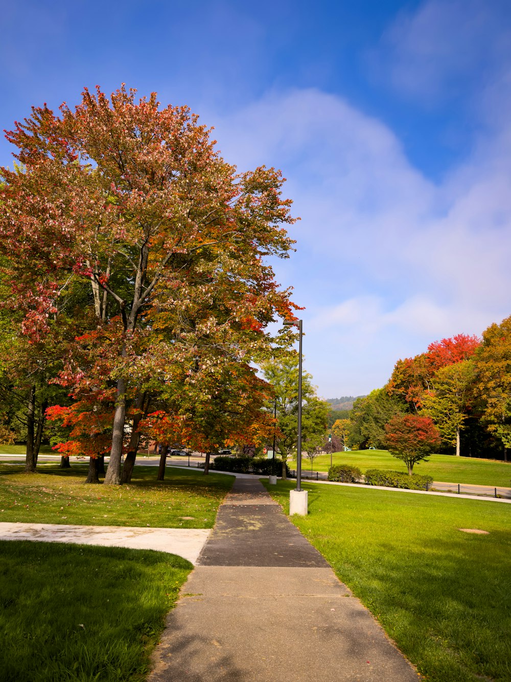 a sidewalk in a park with a tree in the background