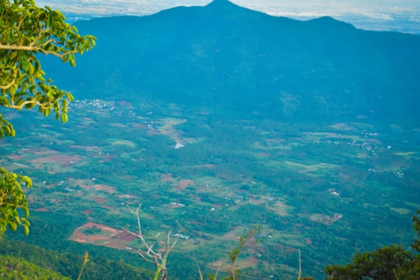 A panoramic view of the lush Cocora Valley with towering wax palms.