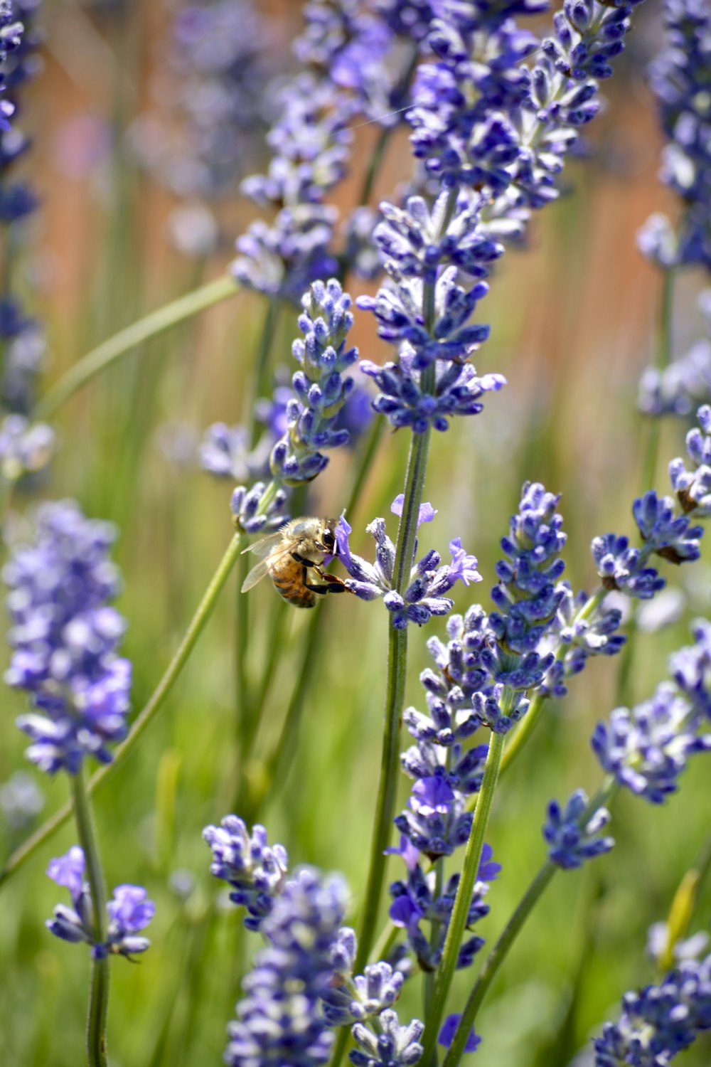 una abeja sentada encima de una flor púrpura