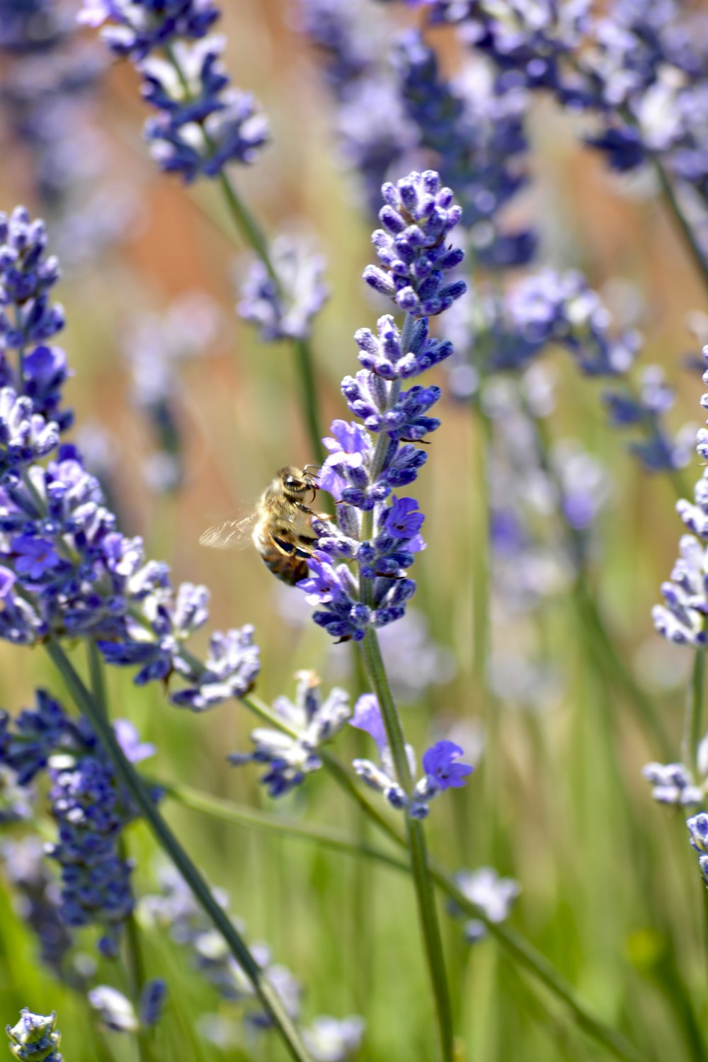 a bee sitting on top of a purple flower