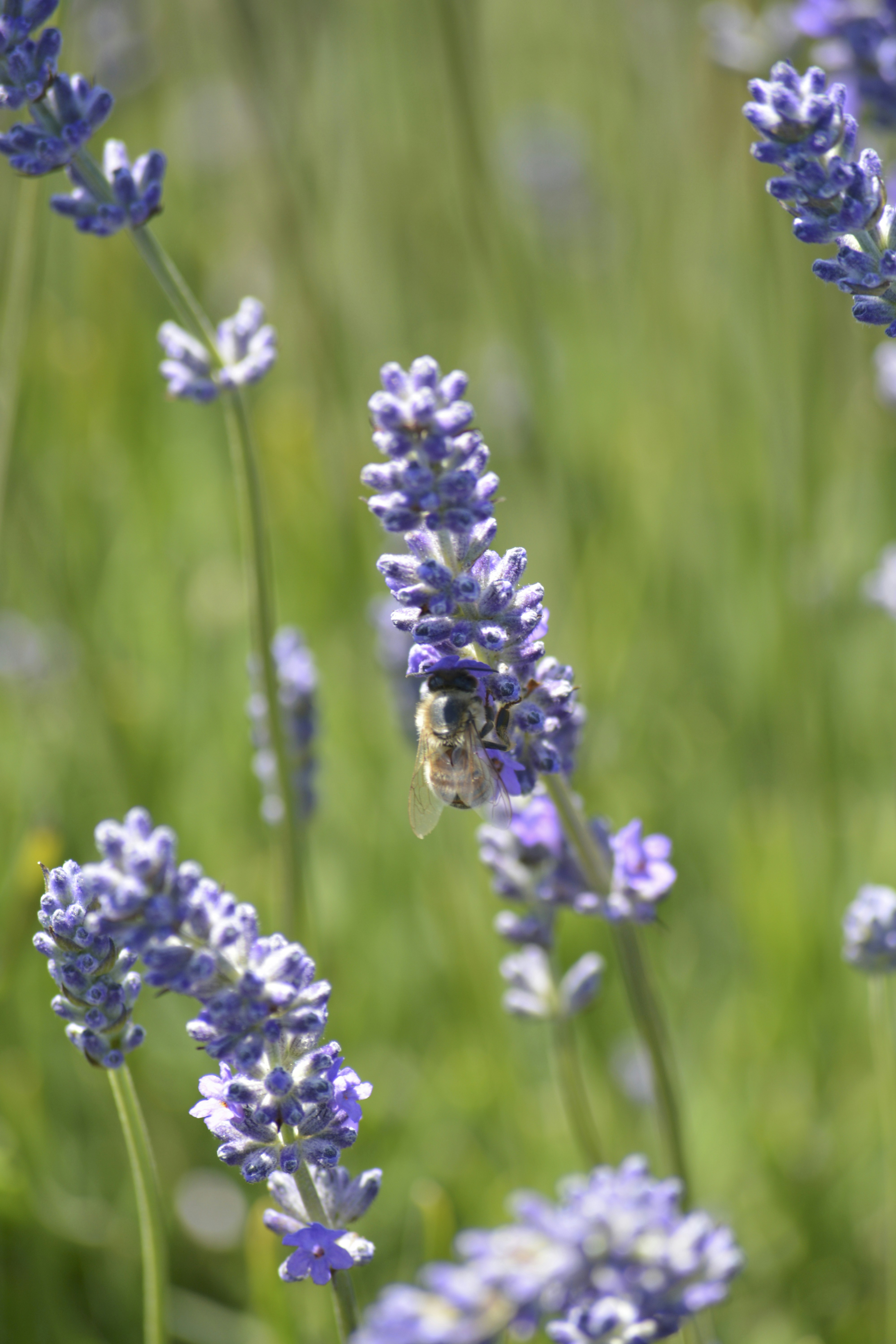 Photo by kshithijchandrashekar