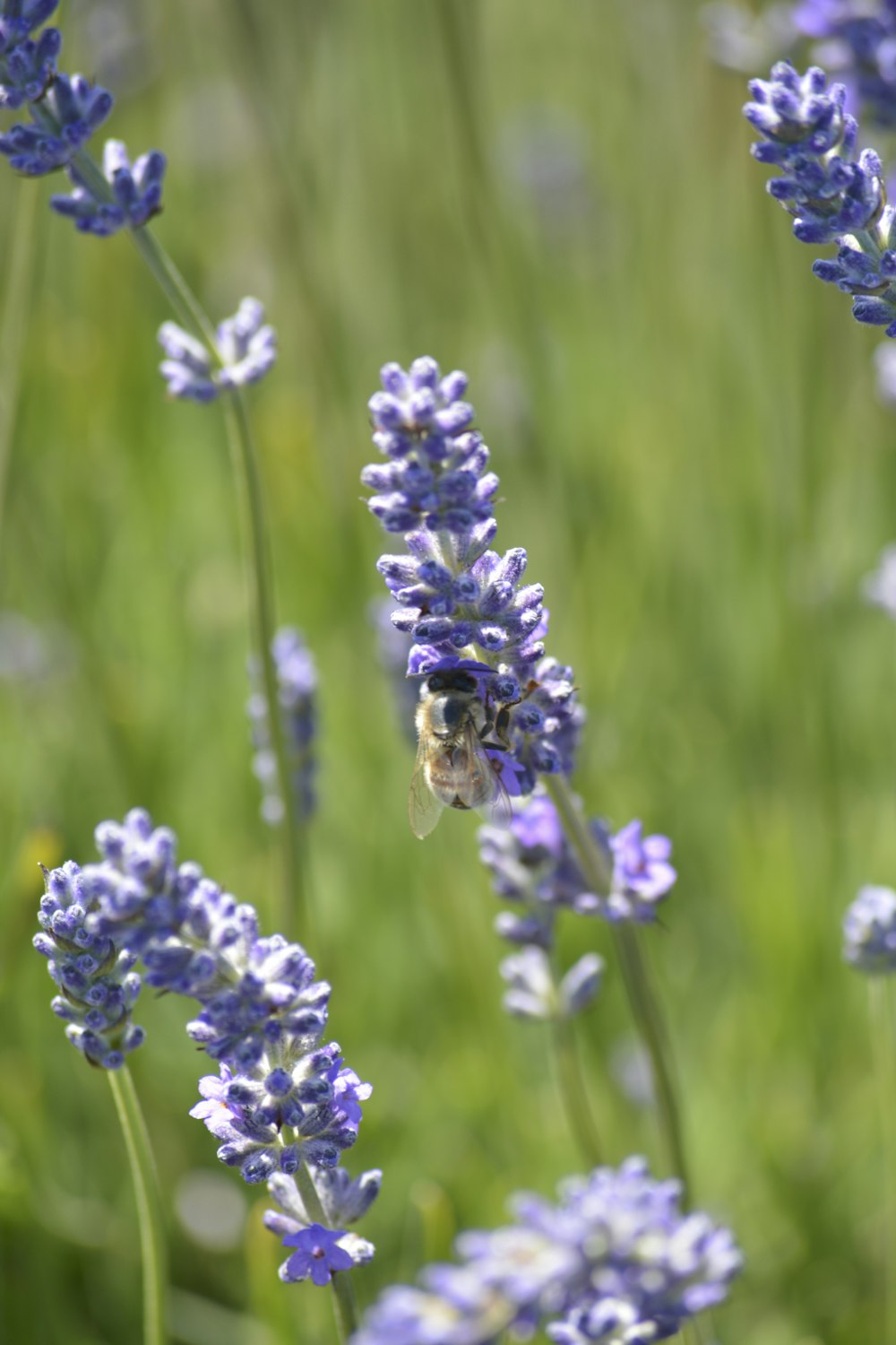 una abeja que está sentada sobre una flor