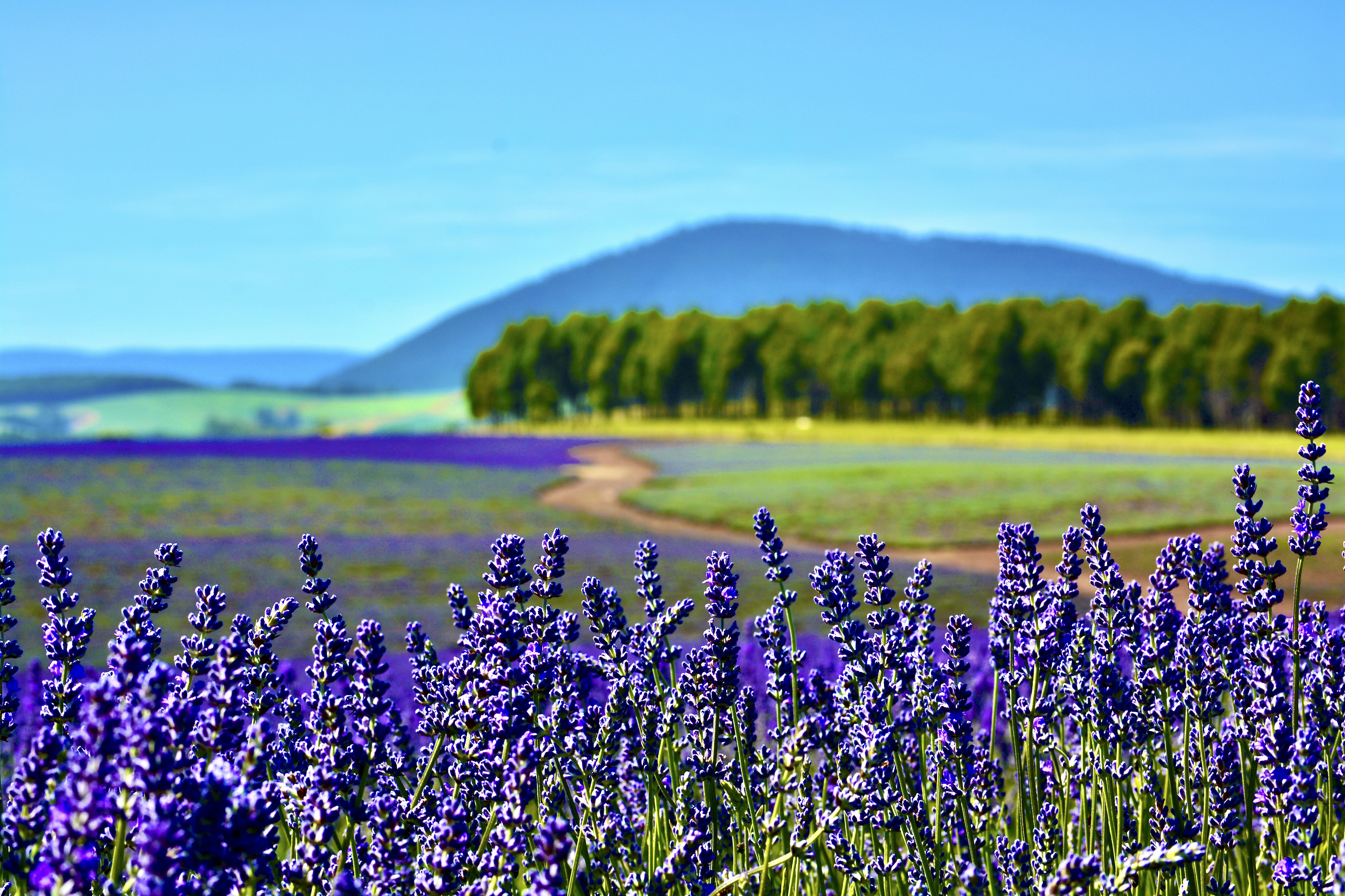 Lavender Field Artistic Rendition
