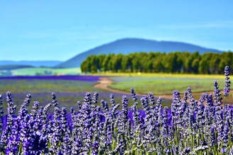 a field full of purple flowers with a mountain in the background