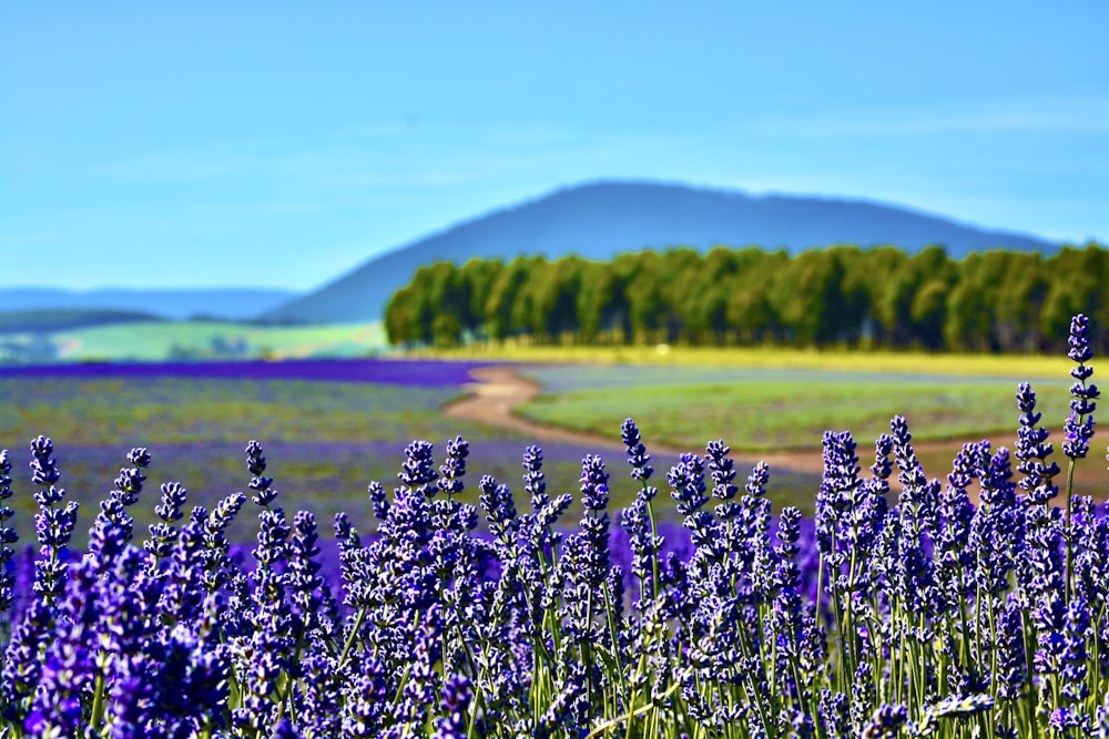 un campo lleno de flores moradas con una montaña al fondo