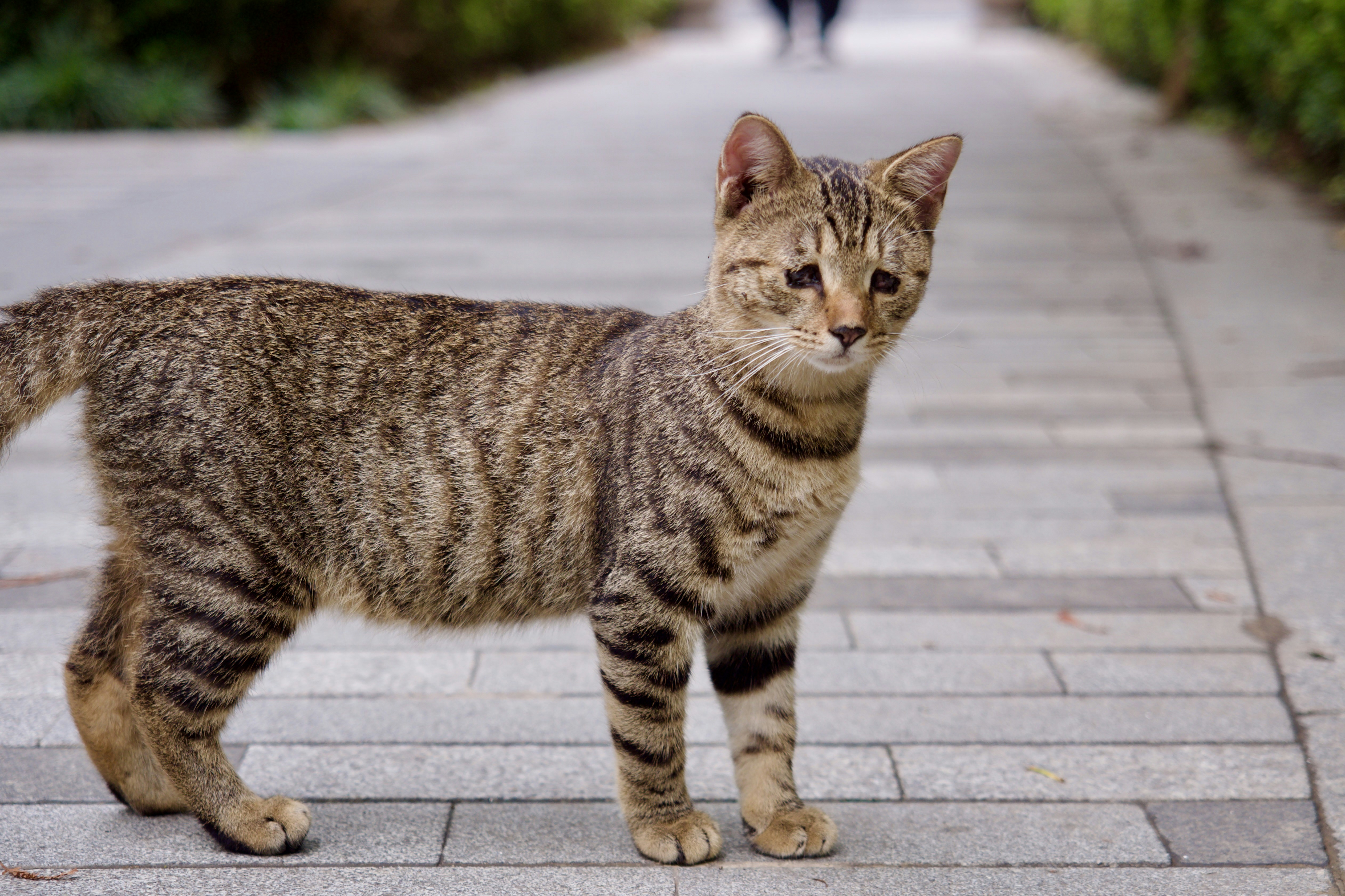 a cat is standing on a brick walkway