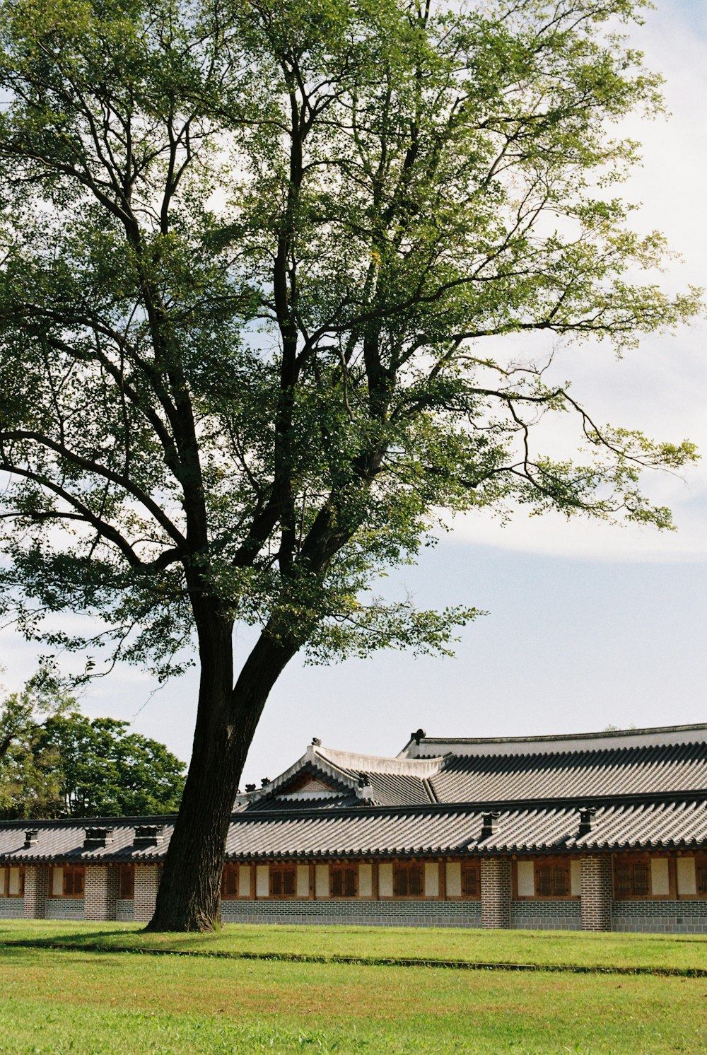 a large tree in front of a building