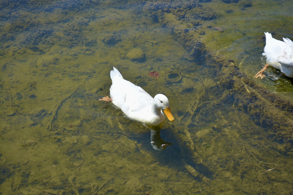 two ducks are swimming in the water together