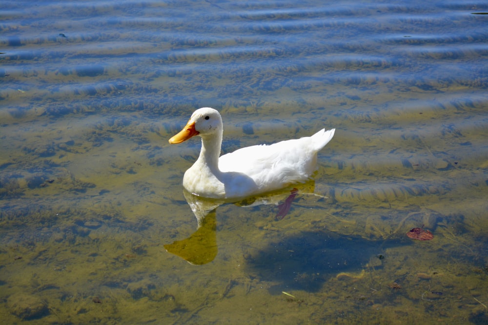 Un'anatra bianca che galleggia sopra uno specchio d'acqua