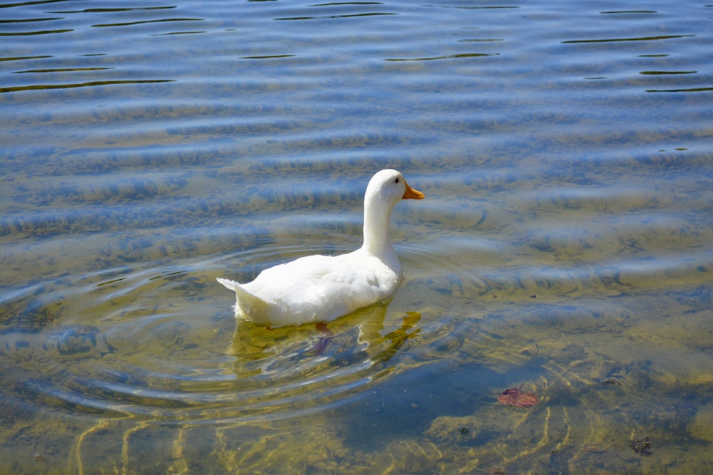 a white duck floating on top of a body of water