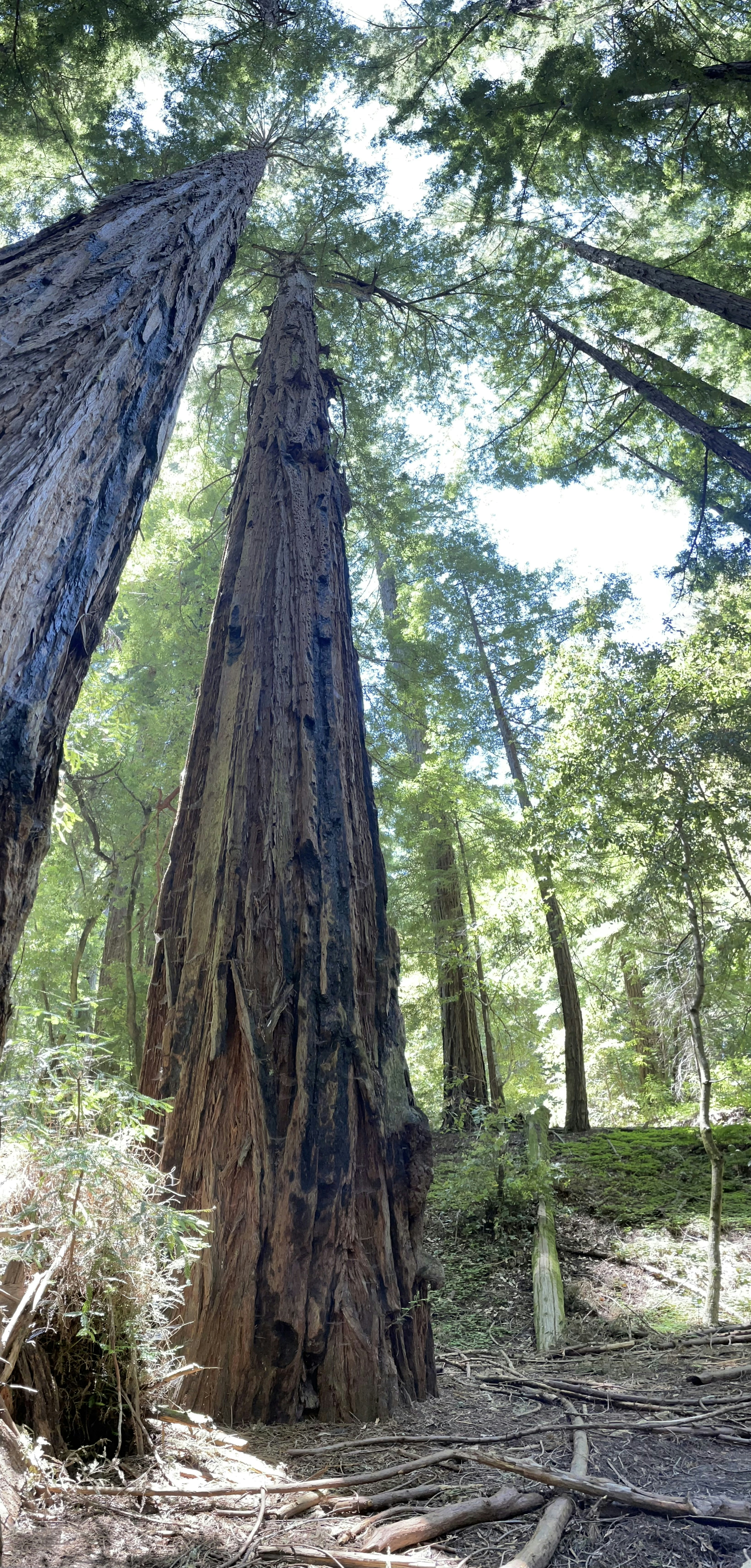 Ancient forest with towering redwood trees and dappled morning light filtering through dense green canopy, bright airy well-lit environment
