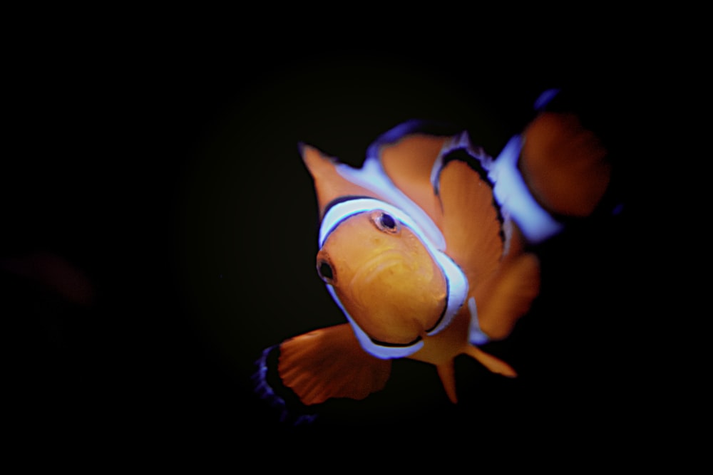 un pesce pagliaccio arancione e bianco con uno sfondo nero