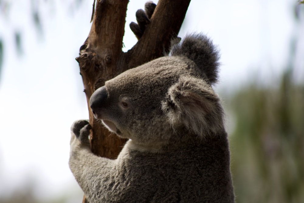 a koala is sitting on a tree branch