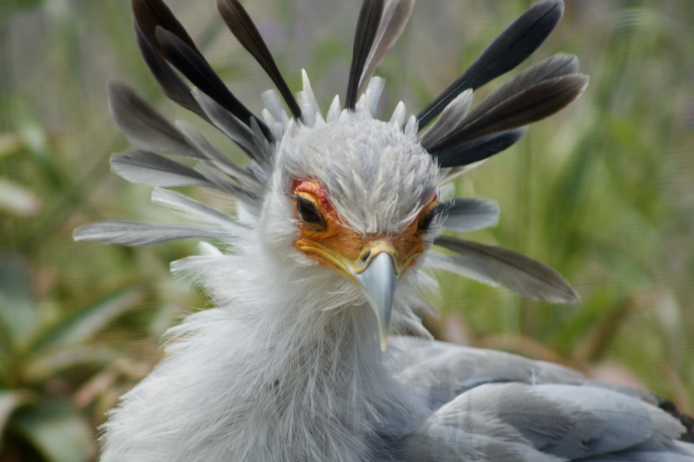 a close up of a bird with feathers on its head