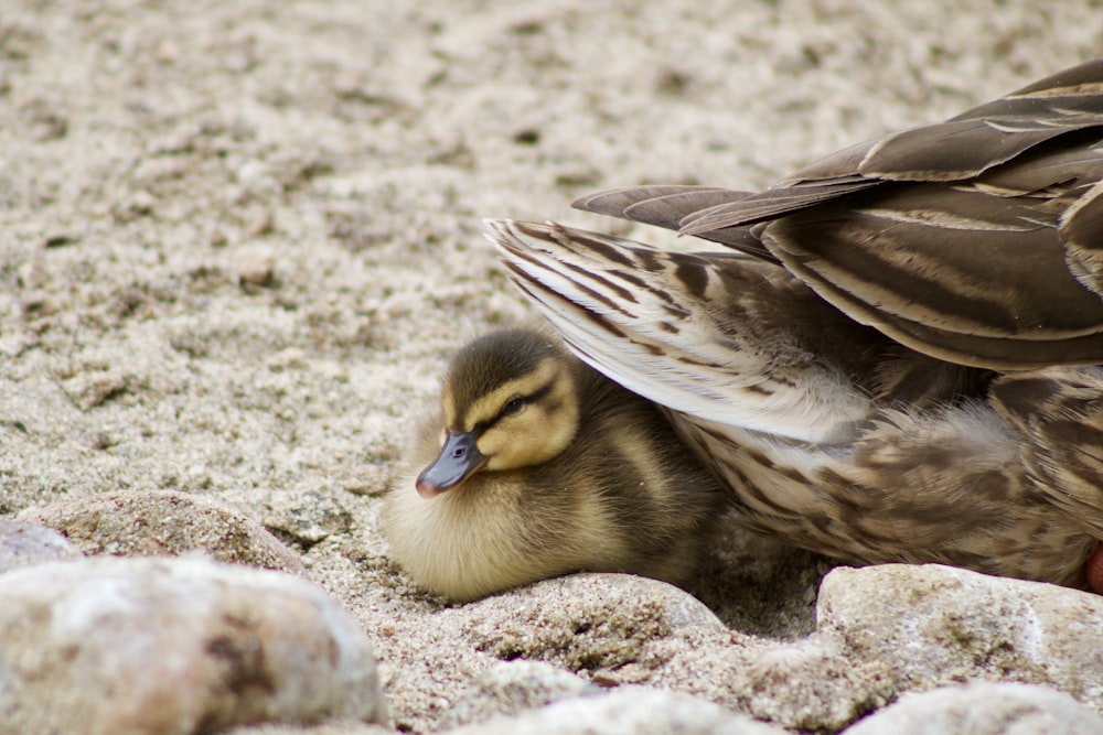 a duck is laying on the ground next to a rock
