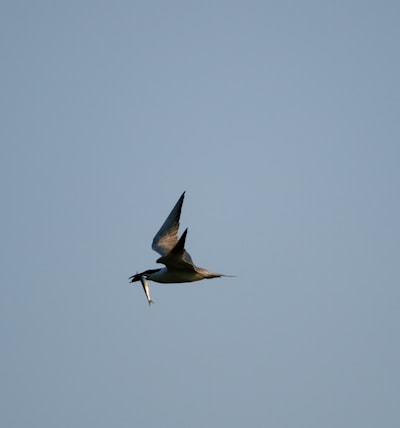 A bird in mid-flight carrying a tiny seed in its beak against a bright blue sky.