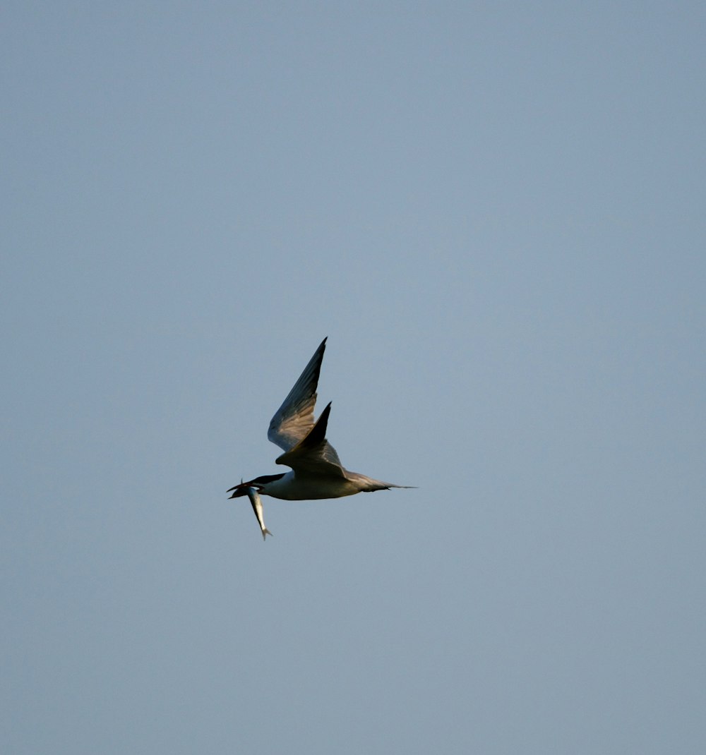 a large bird flying through a blue sky