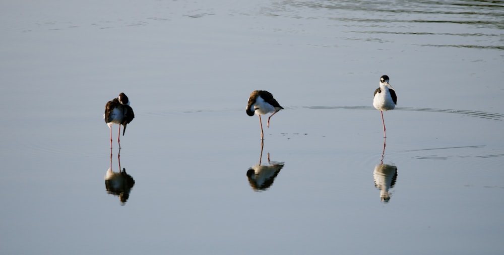 a group of birds standing in the water