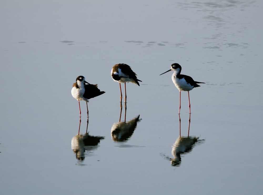 a group of birds standing on top of a body of water