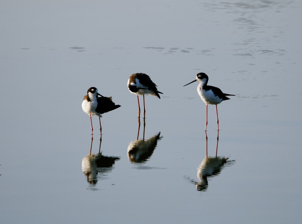 un gruppo di uccelli in piedi sulla cima di uno specchio d'acqua