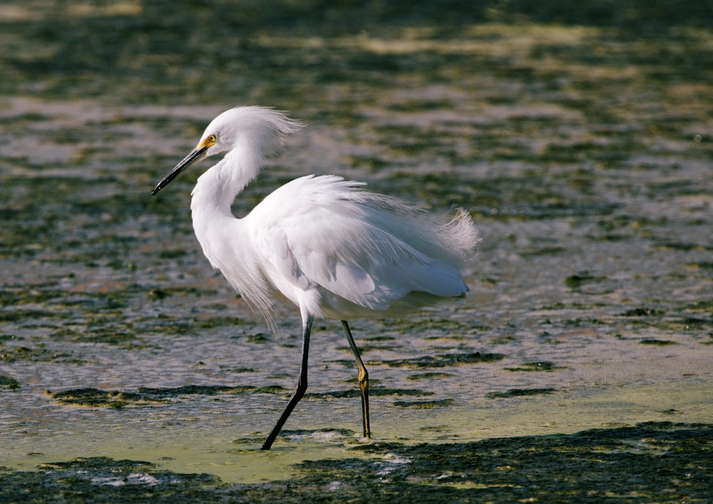 a white bird with a long beak standing in shallow water