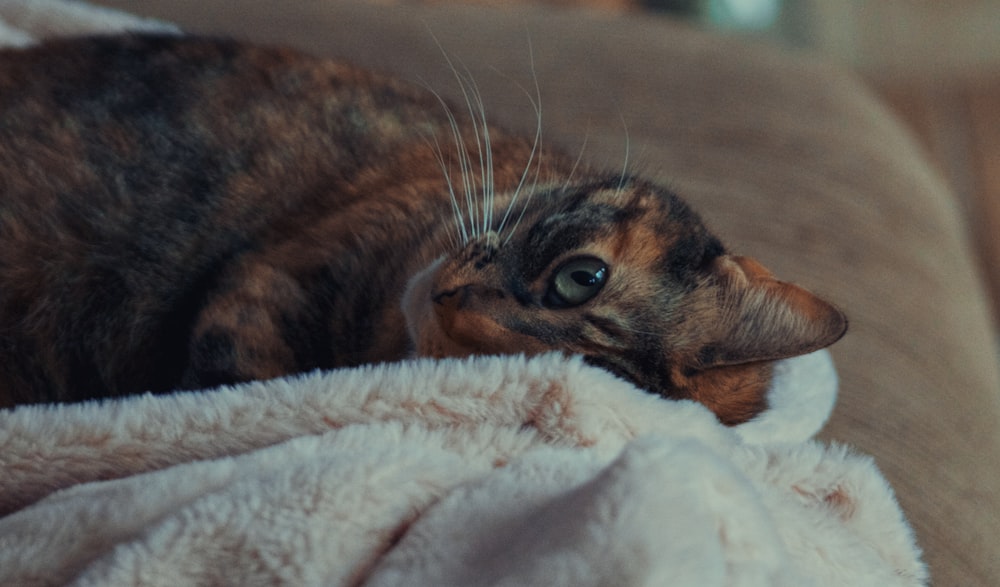 eine Katze, die auf einer Couch liegt, die mit einer Decke bedeckt ist