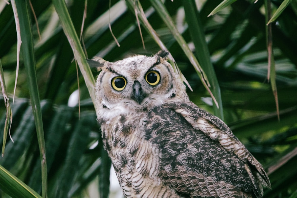 an owl is sitting in a palm tree