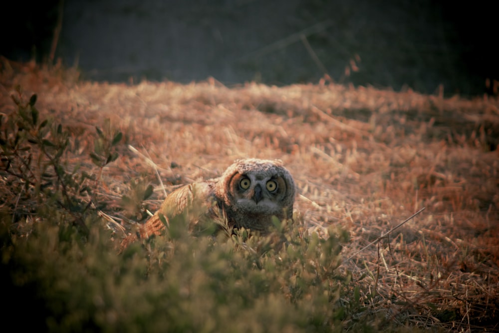 Un hibou est assis dans l’herbe en regardant la caméra