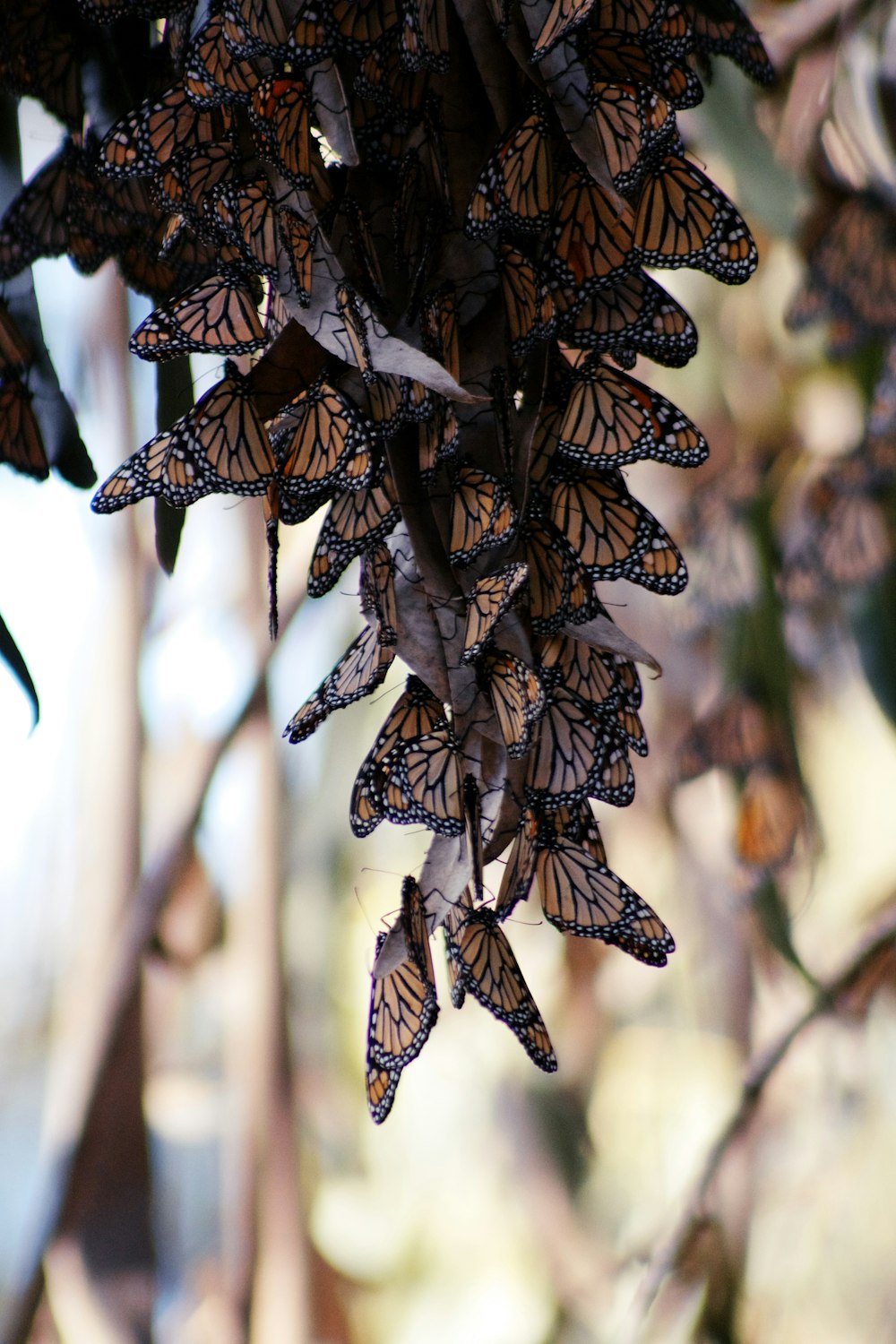 a bunch of butterflies hanging from a tree