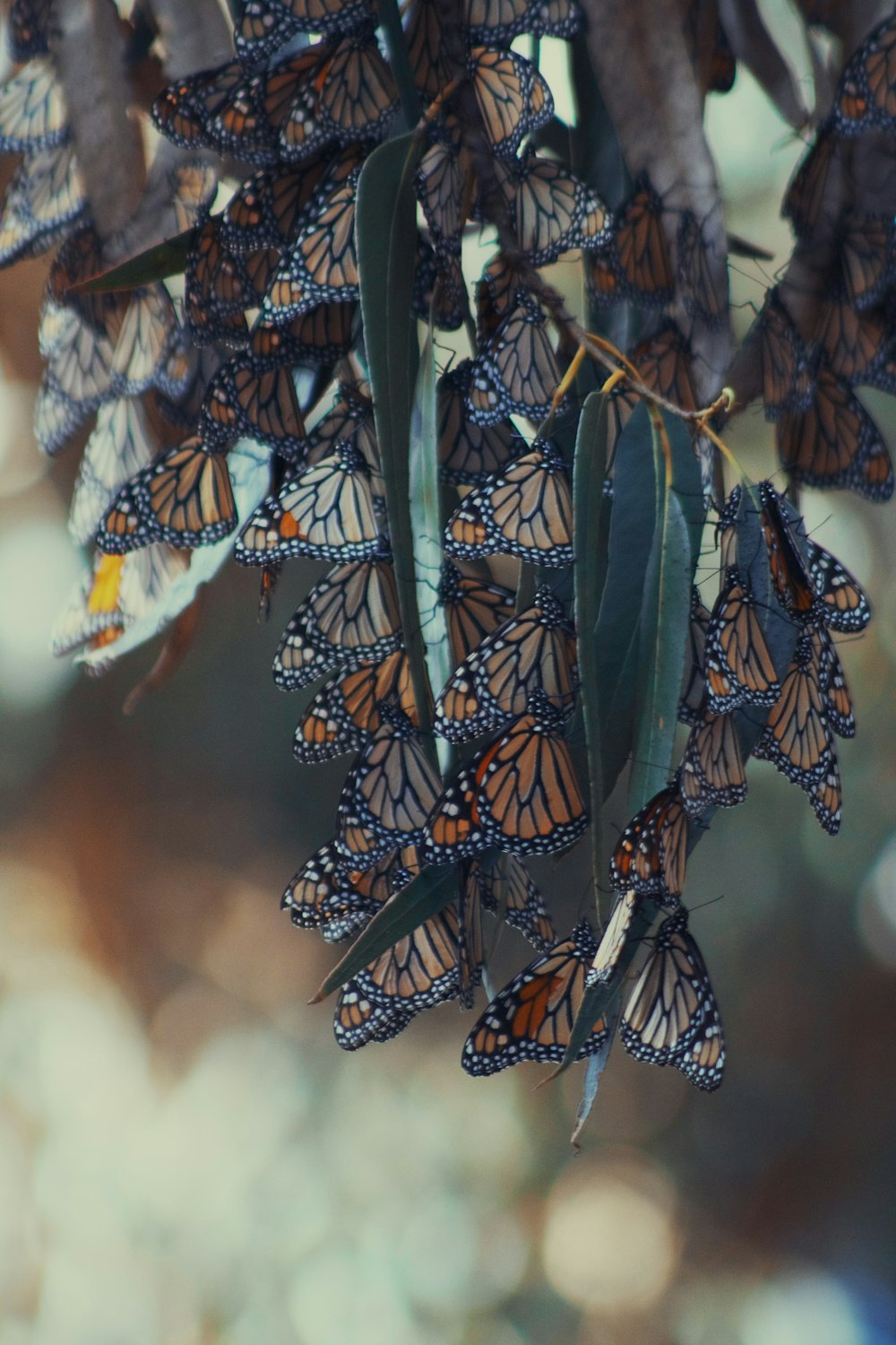 a bunch of butterflies that are hanging from a tree
