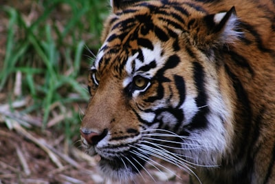 An adult tiger with a richly colored orange coat and distinct black stripes is shown in a close-up view. The tiger's eyes are focused and piercing, emphasizing its alertness and intensity. Surrounding the tiger are patches of greenery and brown earth, suggesting a natural habitat.