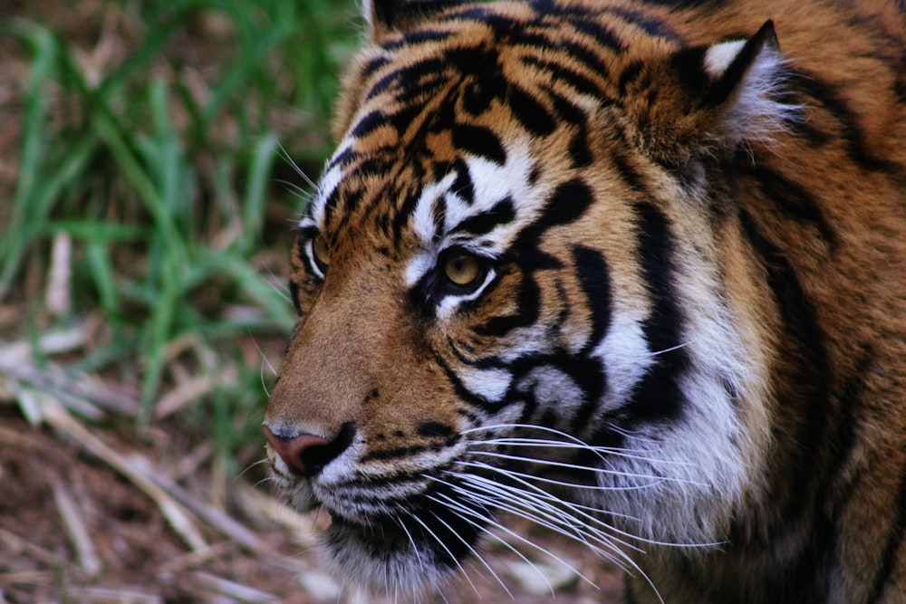a close up of a tiger on the ground