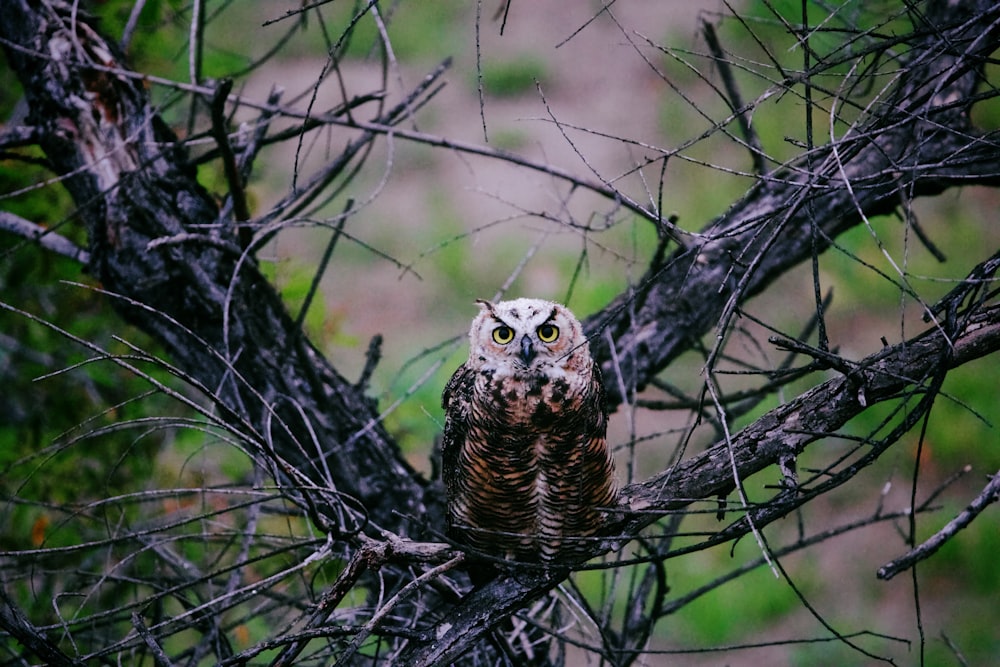 Un hibou est perché sur une branche d’arbre