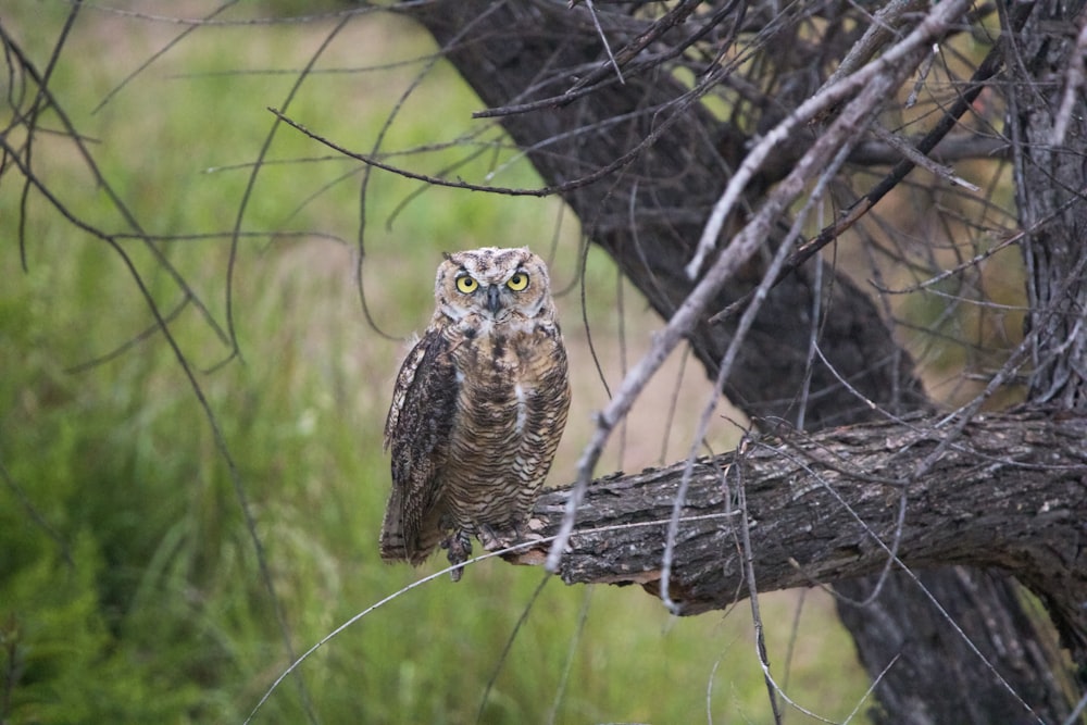 an owl sitting on a branch in a tree