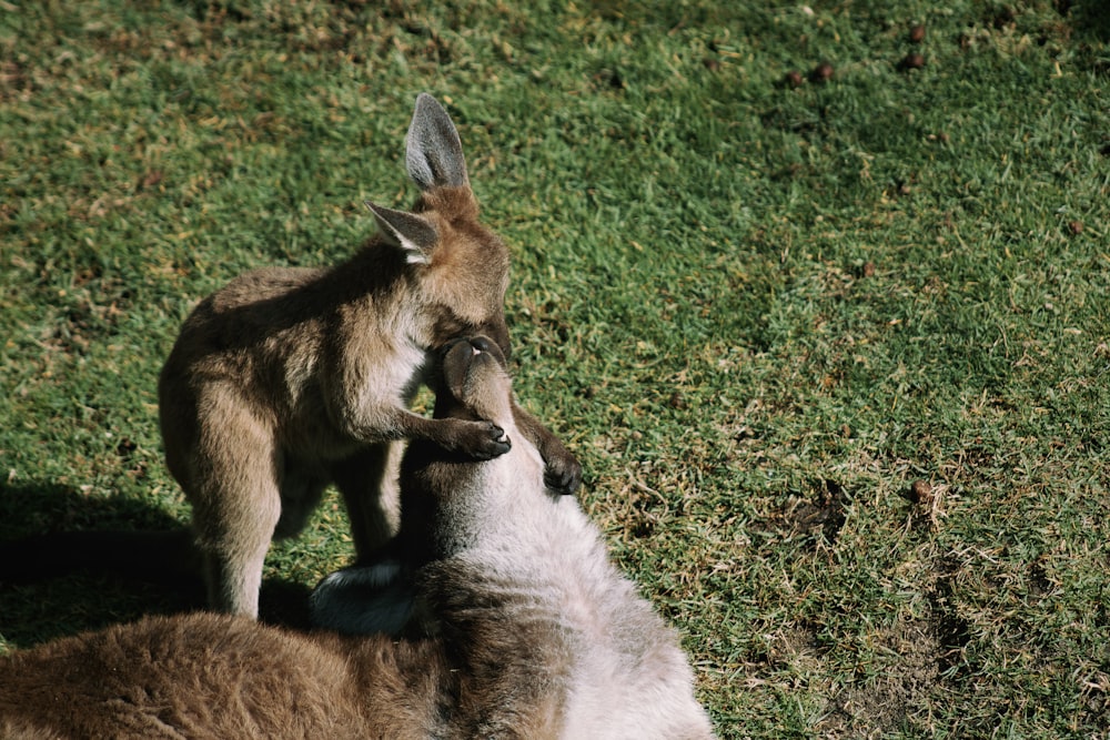 two kangaroos playing with each other in the grass