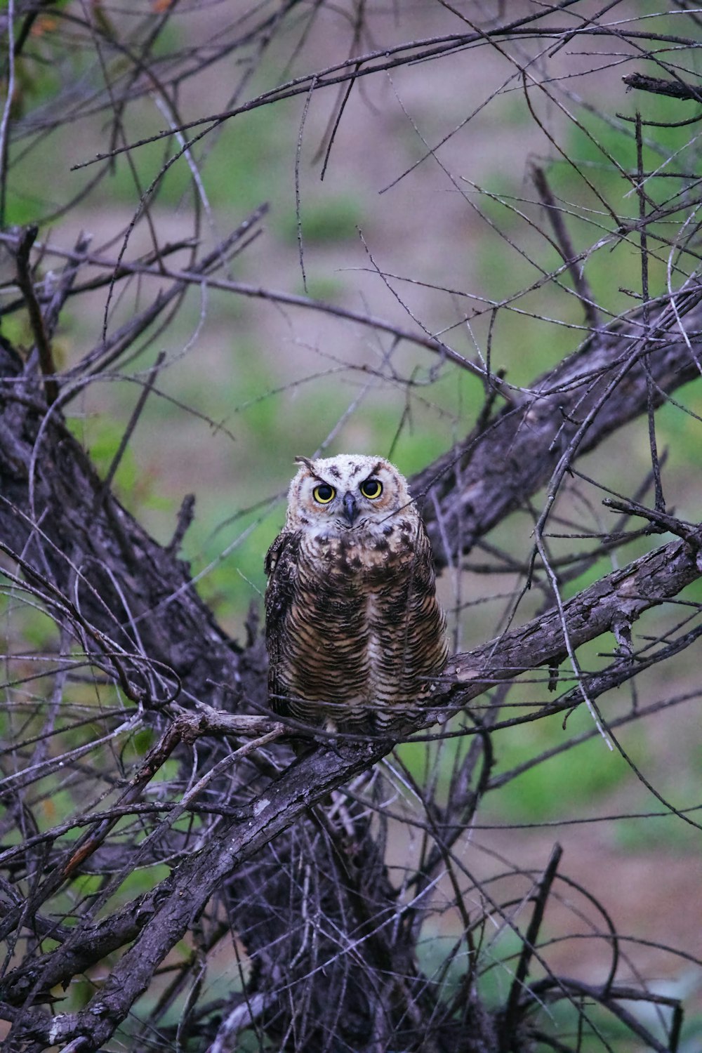 an owl is sitting on a tree branch