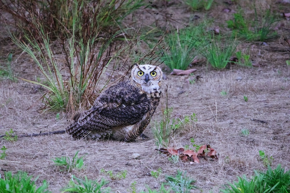 an owl is sitting in the grass near a bush