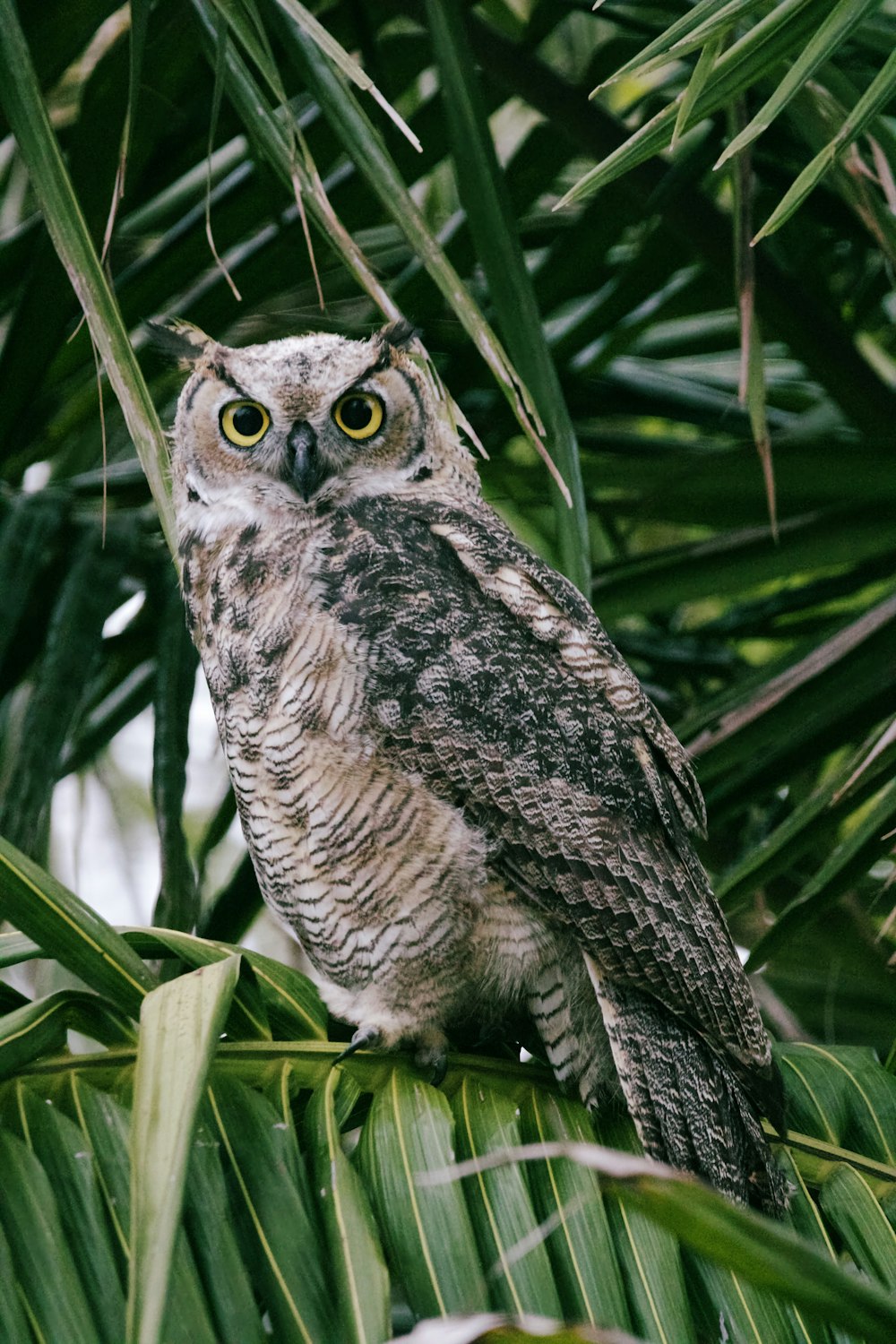an owl sitting on top of a palm tree