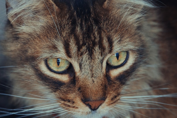 A close-up of a cat's face with intense green eyes and long whiskers. The fur is thick and patterned with shades of brown and black, giving the cat a majestic and slightly wild appearance.