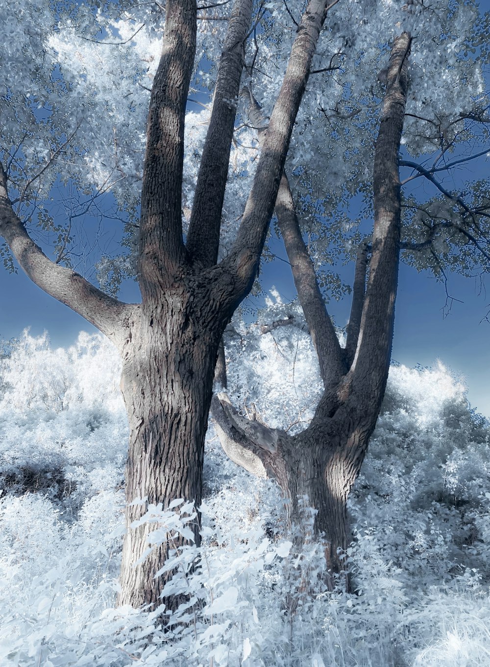 a couple of trees that are standing in the snow