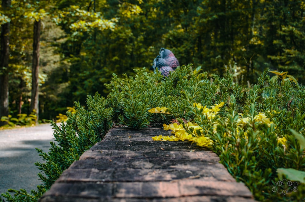 a blue bird sitting on top of a wooden bench