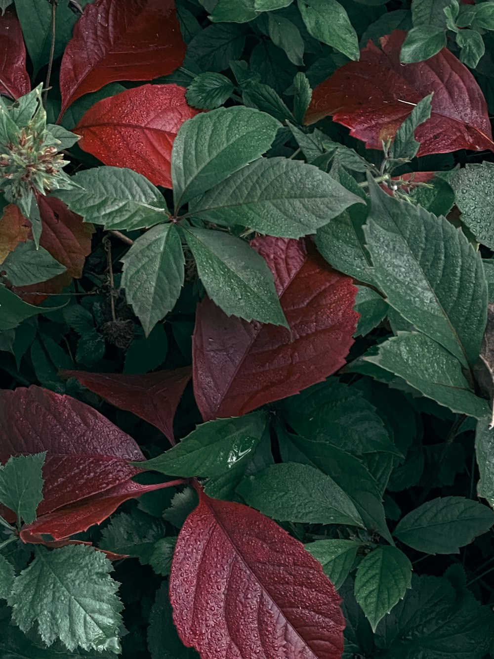 a red and green plant with lots of leaves